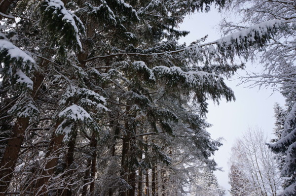 Snedækkede grantræer